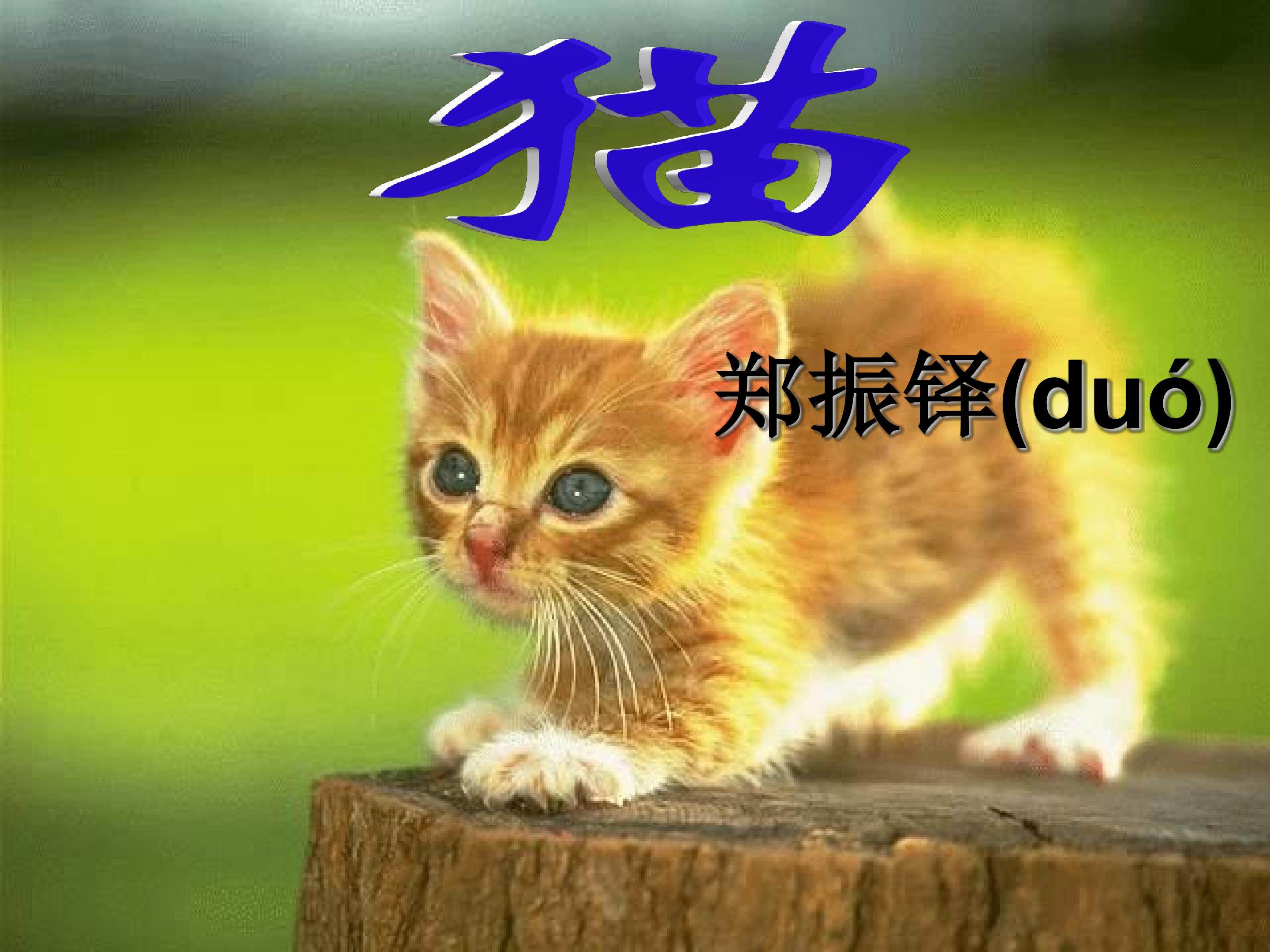 猫