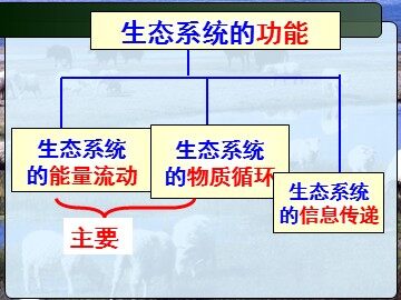 生物高中必修3第五章第三节课件11