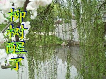 柳树醒了_课件4