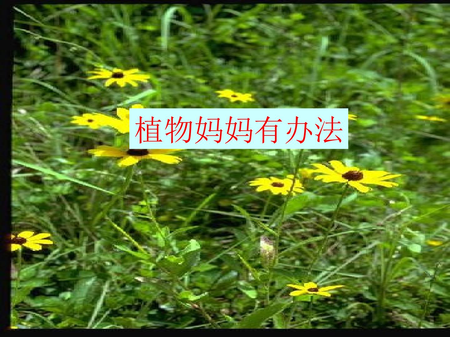 植物妈妈有办法_课件2