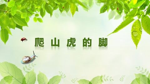 6 爬山虎的脚