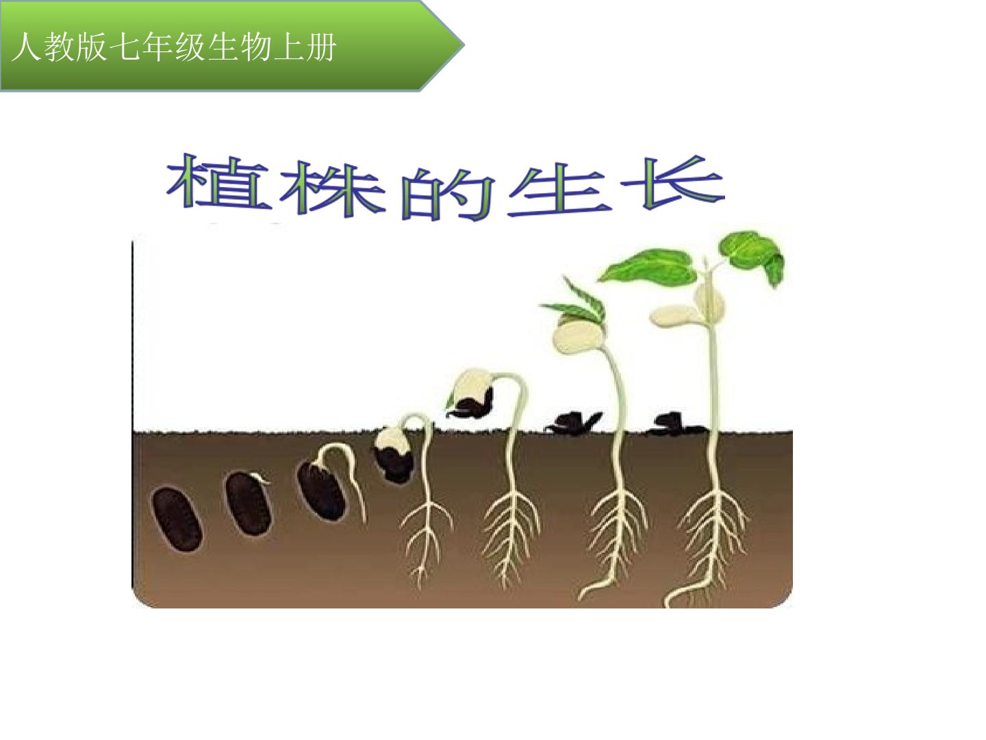 植株的生长说课课件