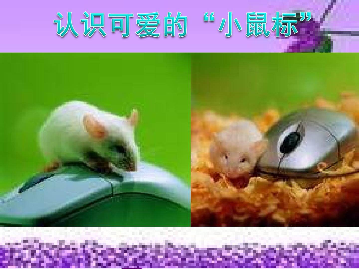 认识可爱的小鼠标