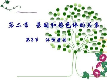 第3节  伴性遗传