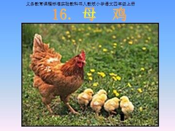 16* 母鸡