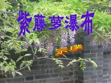 紫藤萝瀑布_课件5
