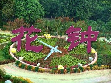 13 花钟