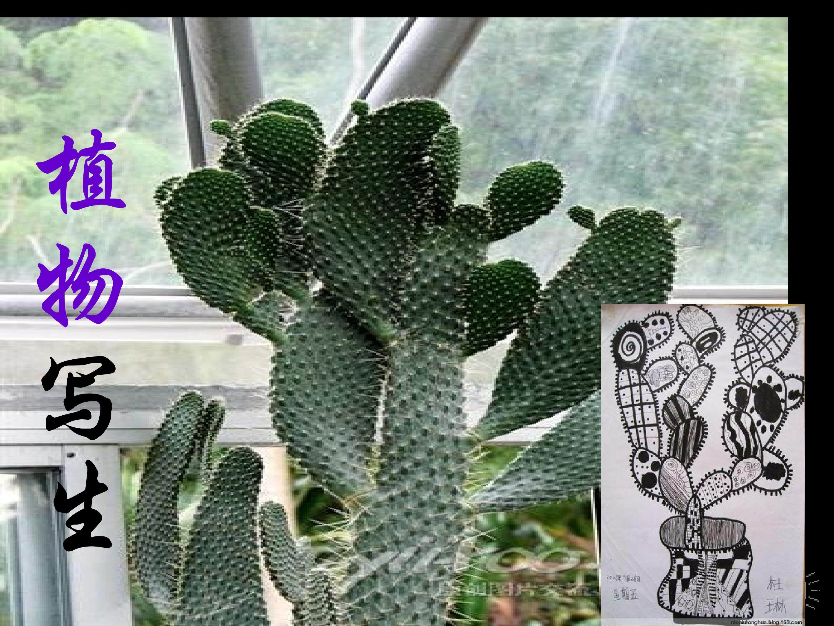 植物写生