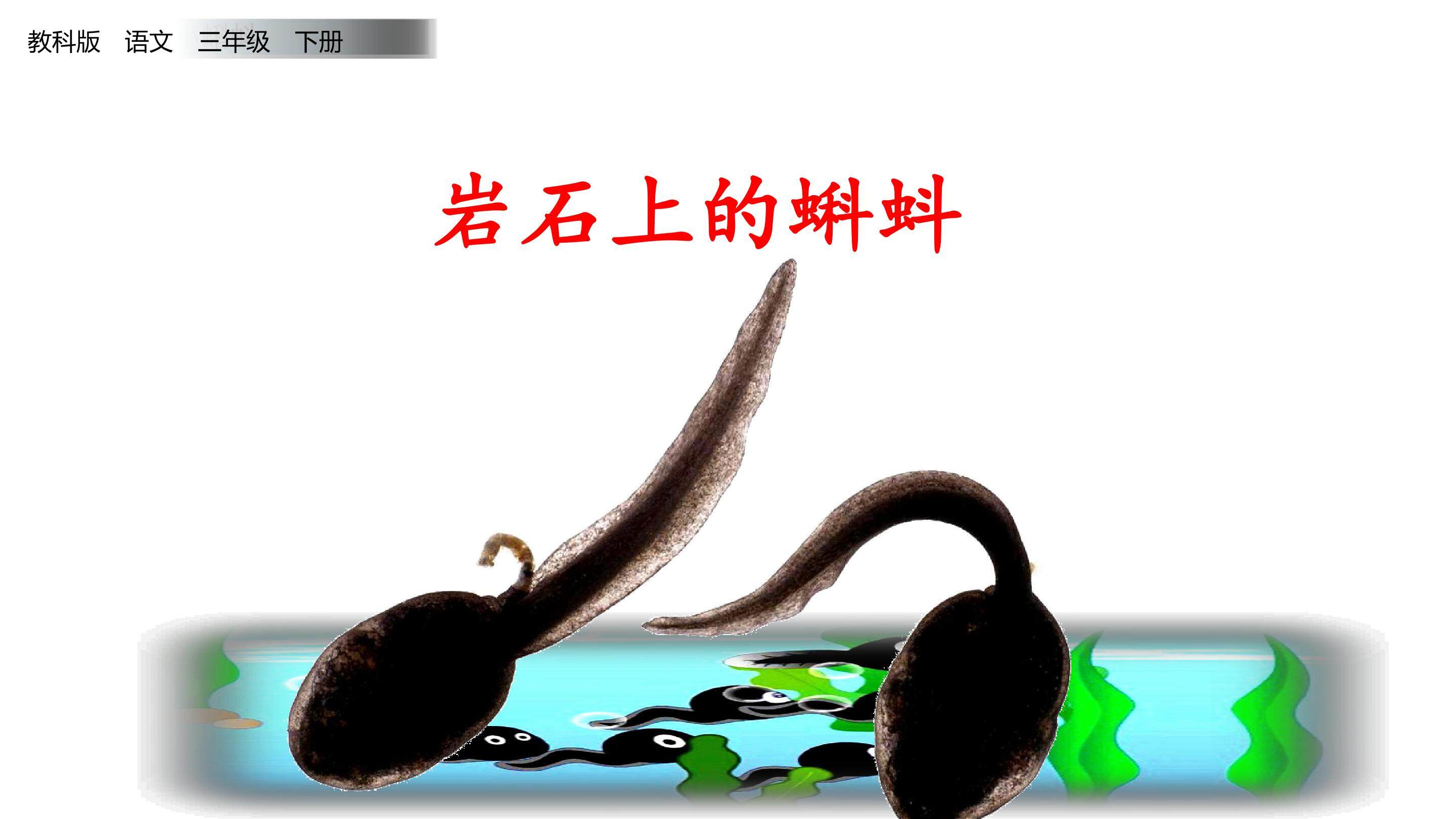岩石上的小蝌蚪