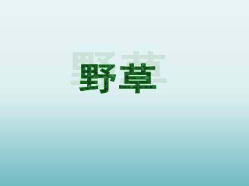 野草_课件1