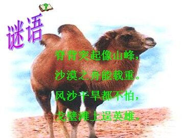 16* 找骆驼