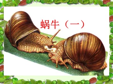 蜗牛（一）_课件1