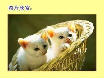 17 猫