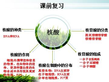 第4节  细胞中的糖类和脂质
