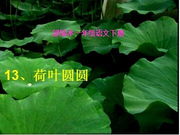 13 荷叶圆圆