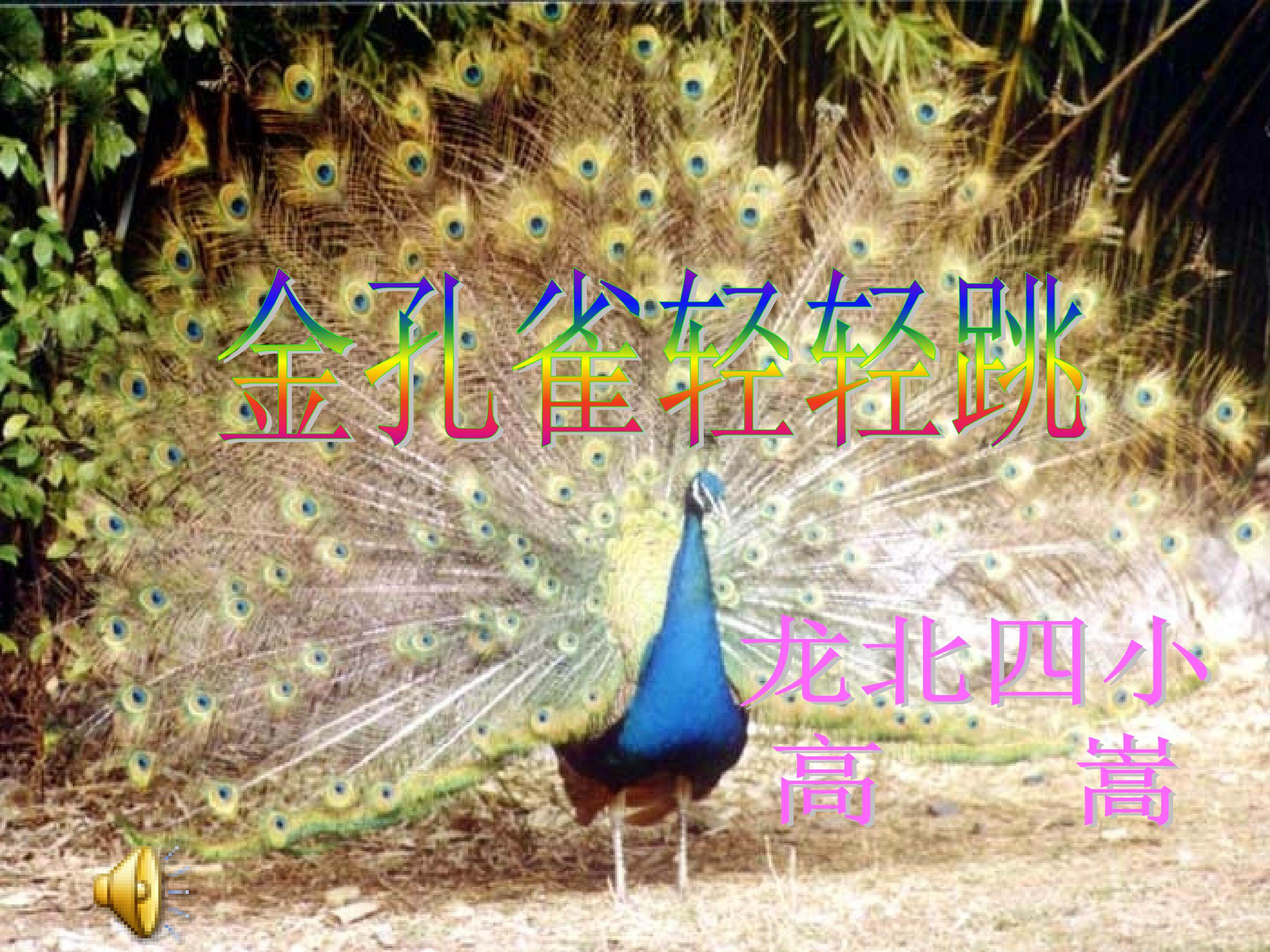 金孔雀轻轻跳