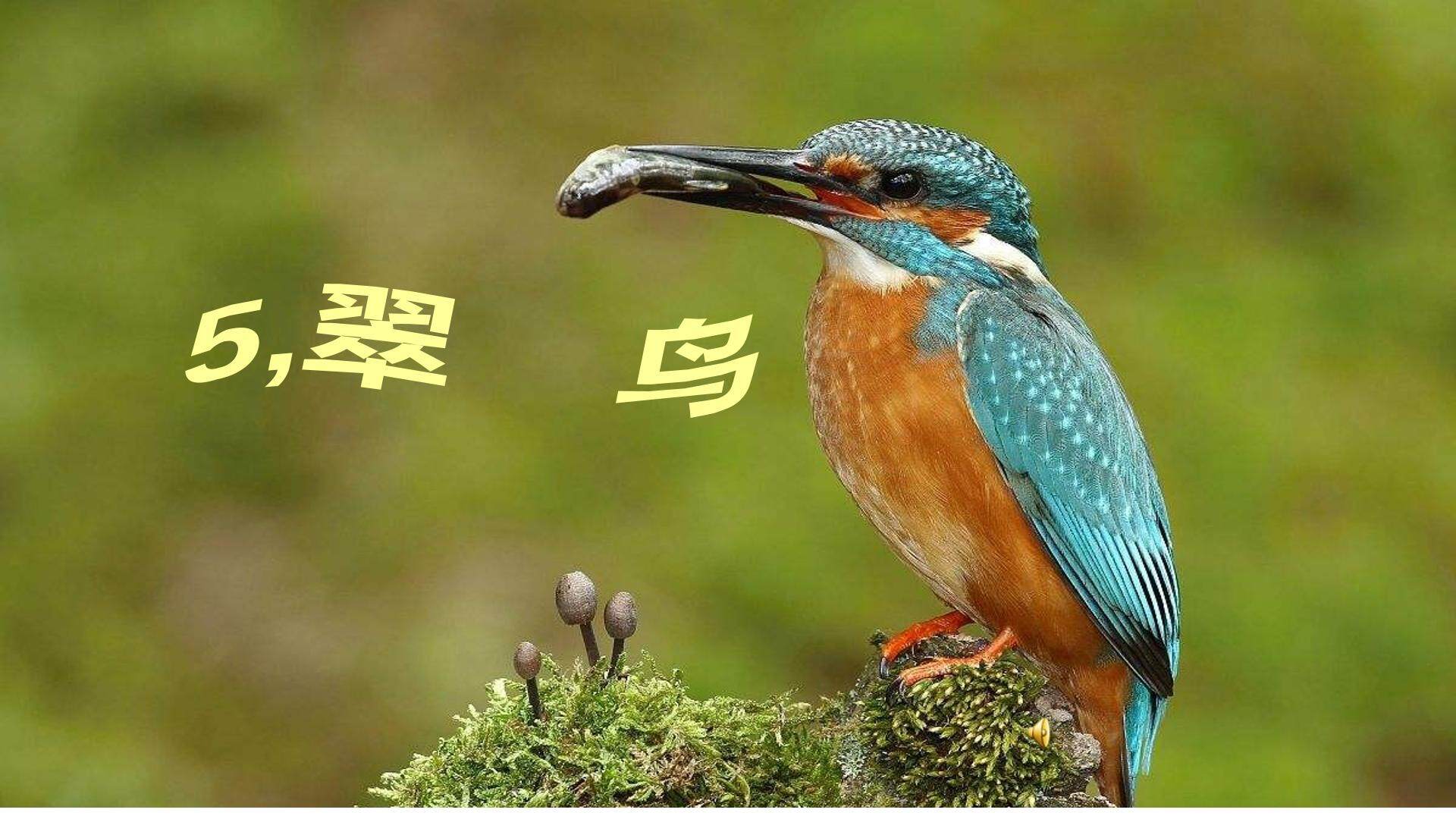 翠鸟
