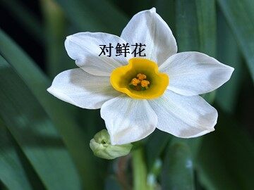 对鲜花_课件1