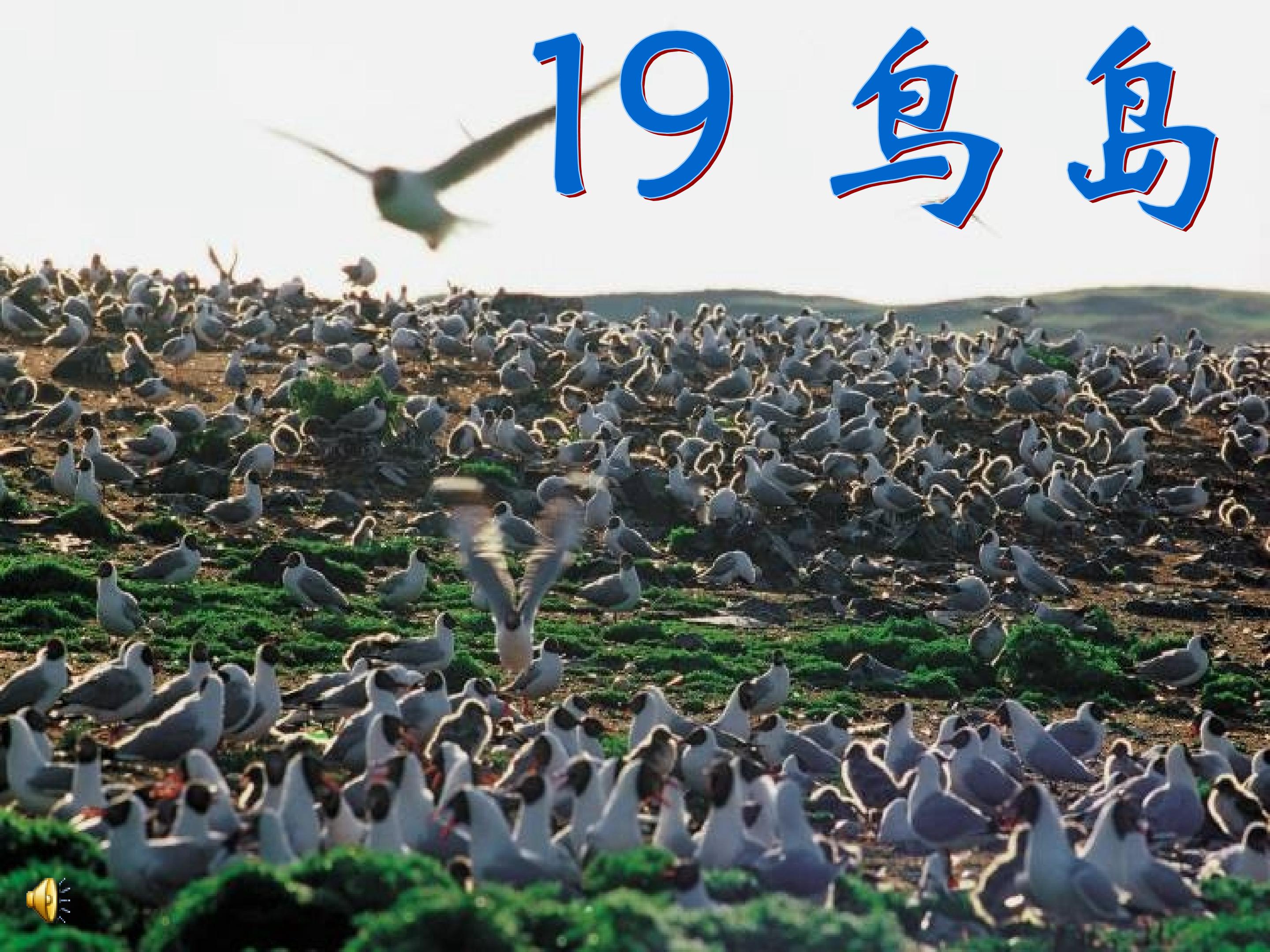 19鸟岛