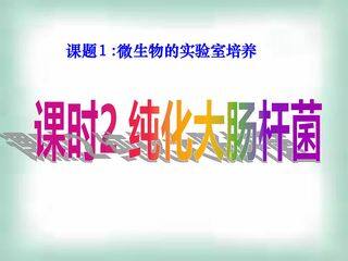 纯化大肠杆菌
