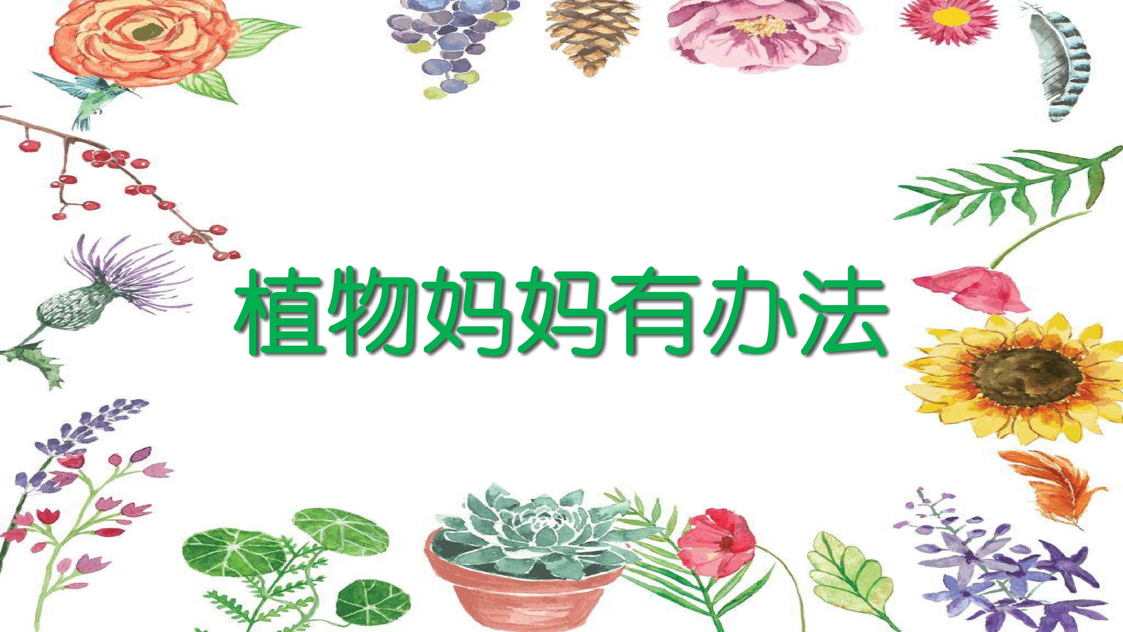 《植物妈妈有办法》教学课件