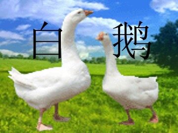 白鹅_课件1