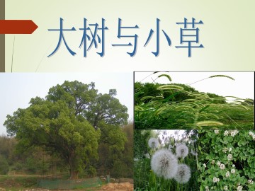 大树和小草_课件1