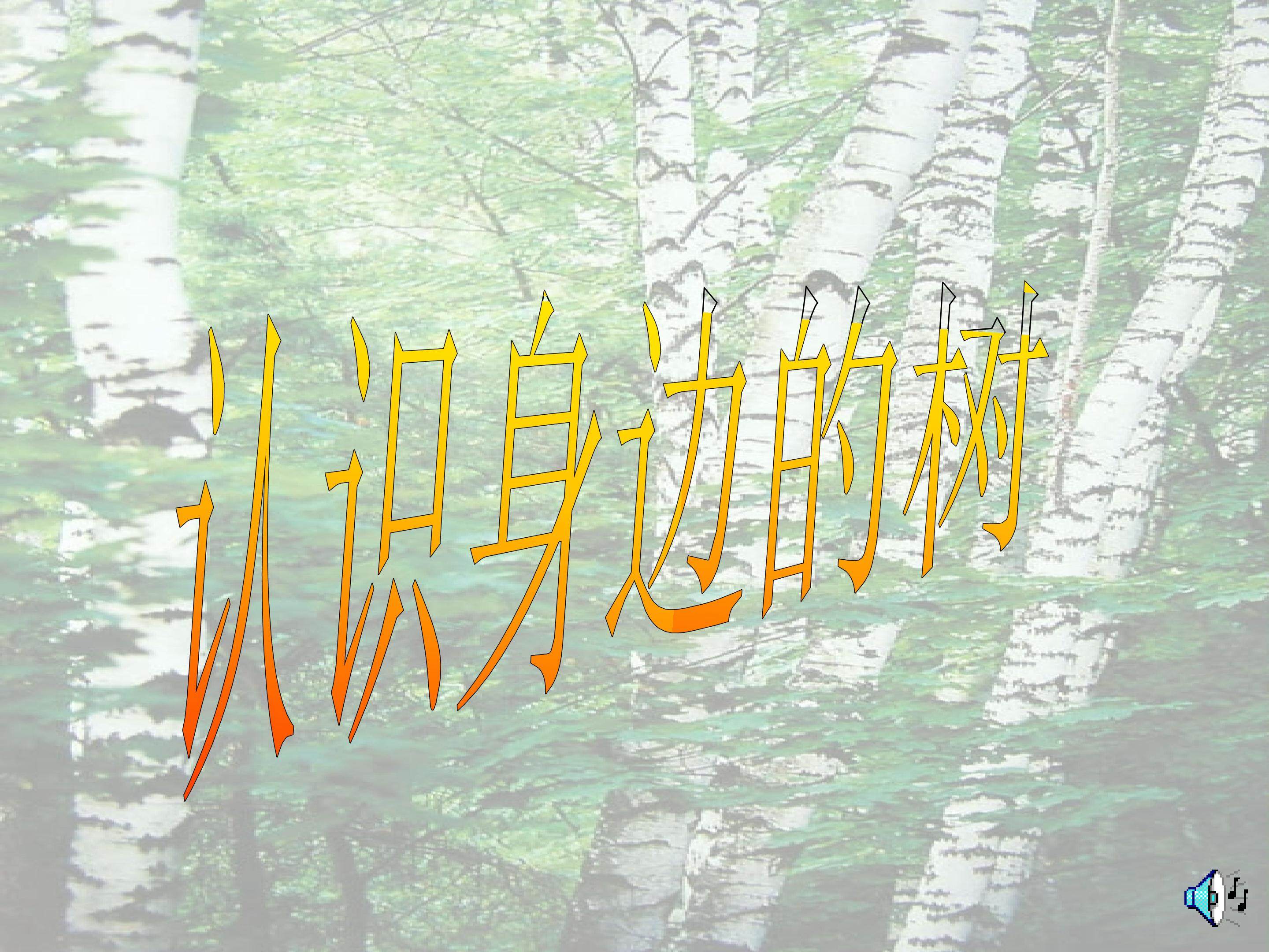 认识身边的树