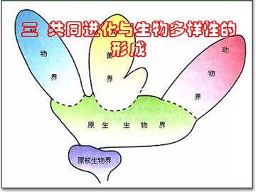 生物高中必修2第七章第二节第三课时课件6