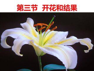 开花和结果