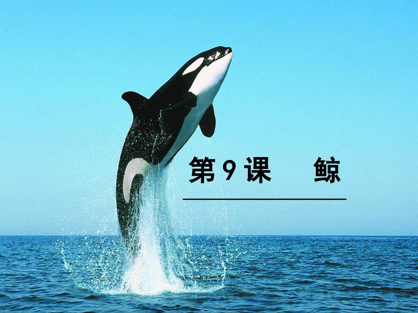 《鲸》