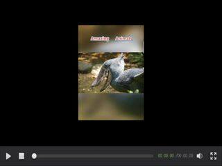 冀教版八下Unit 3 Animals Are Our Friends