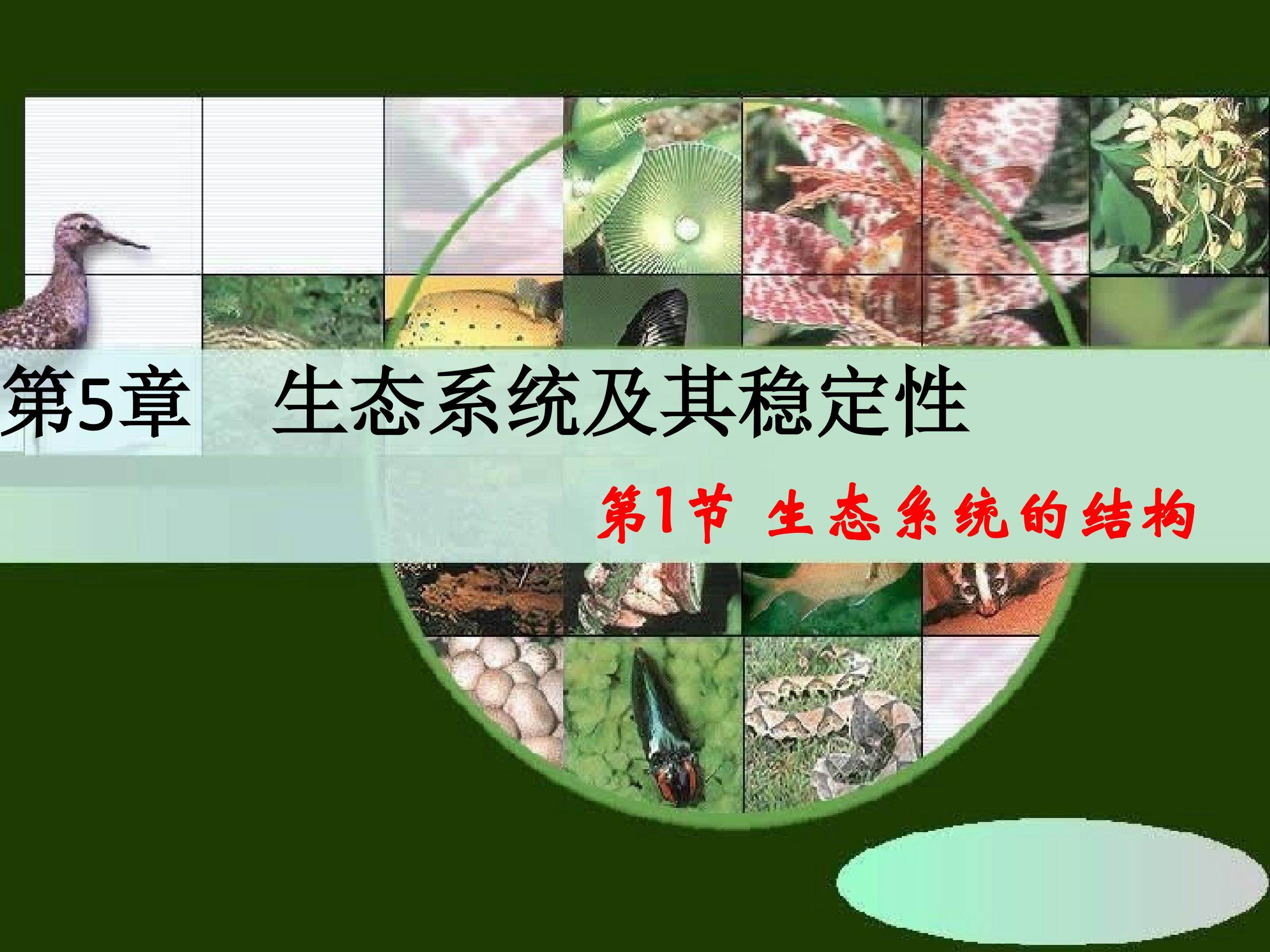 生态系统的结构