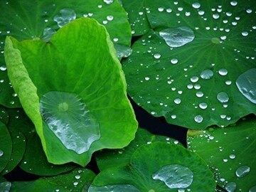 10＊ 组歌（节选）