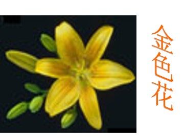 金色花_课件6