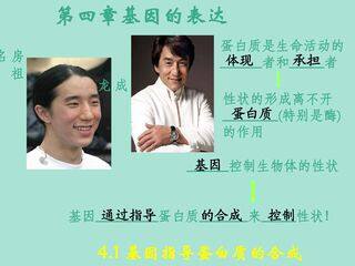 基因指导蛋白质的合成