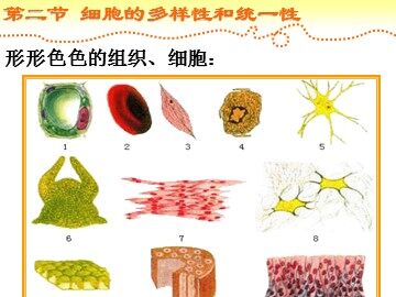 生物高中必修1第一章第二节第一课时课件1