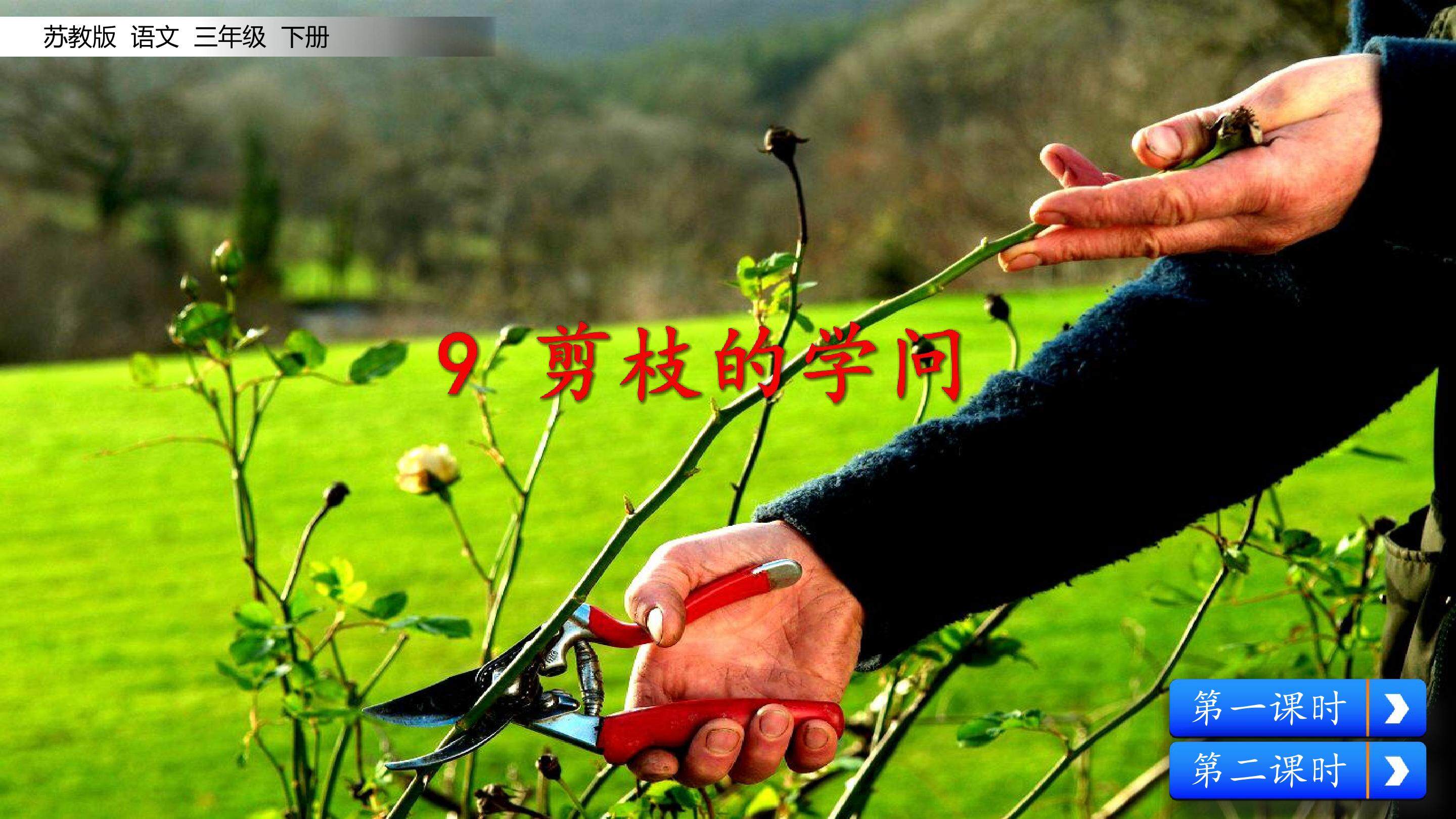 剪枝的学问