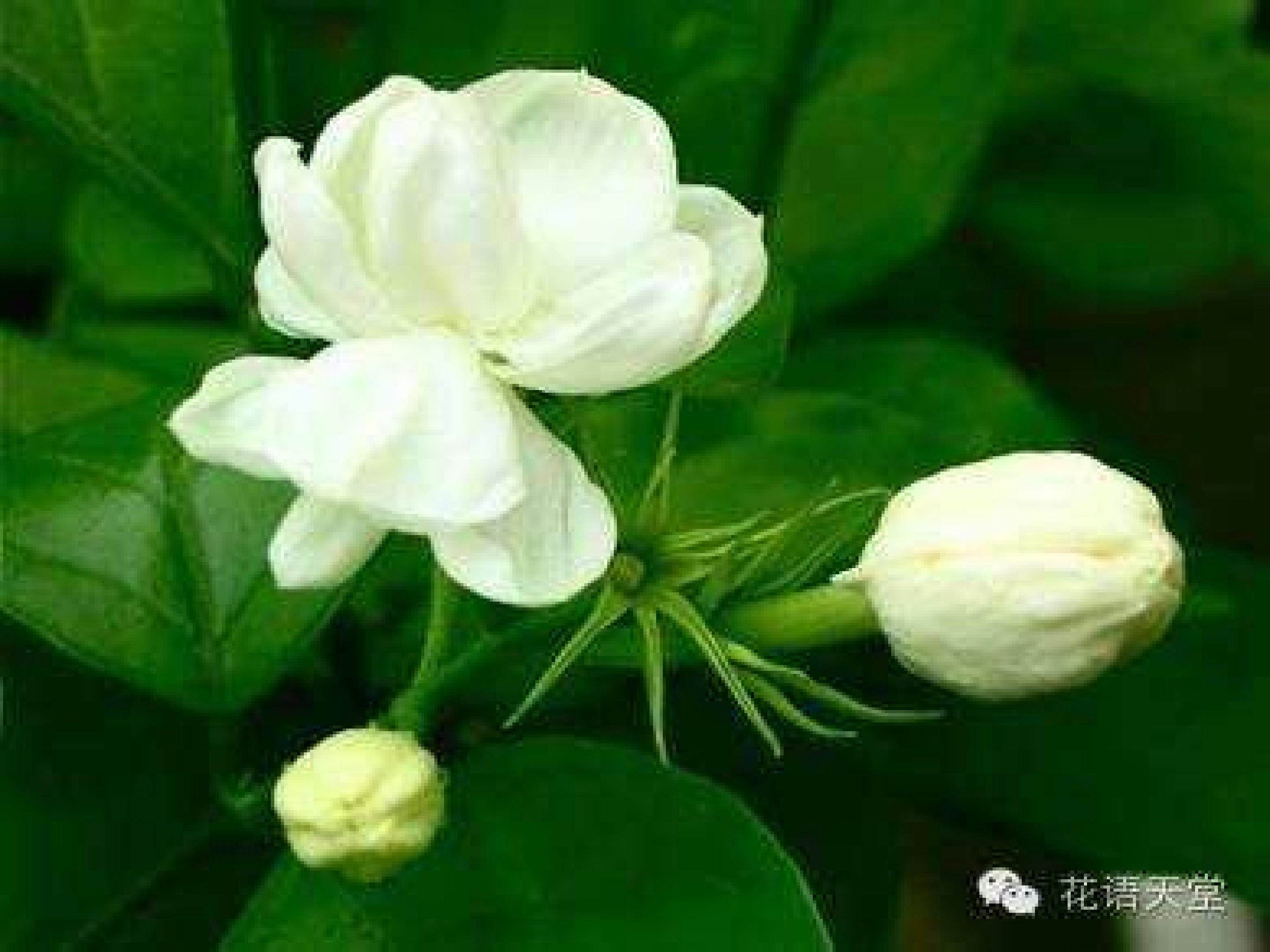 茉莉花图片链接课件