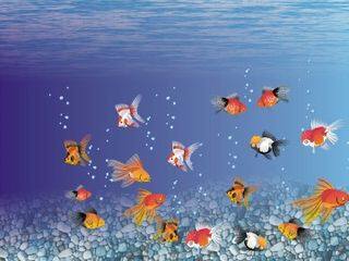 绿色的金鱼_课件1