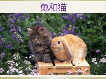 兔和猫_课件1