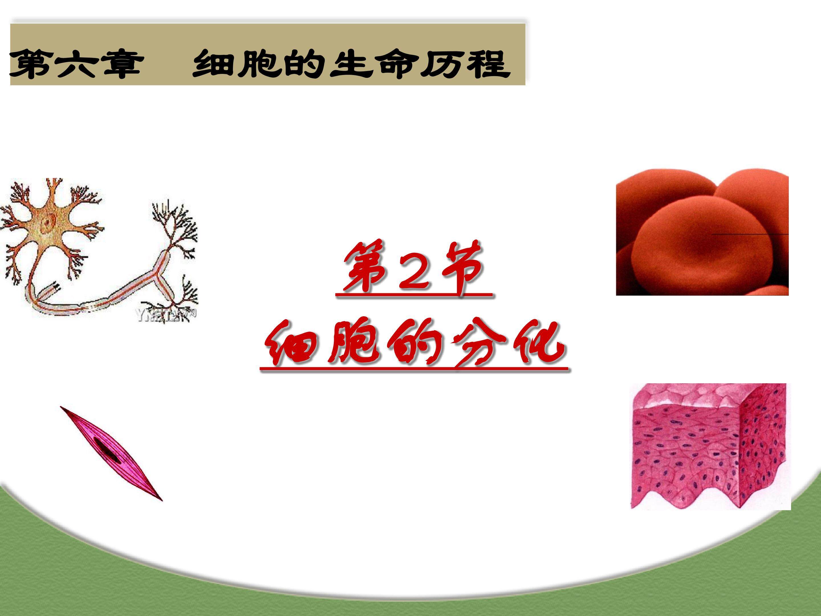 细胞的分化