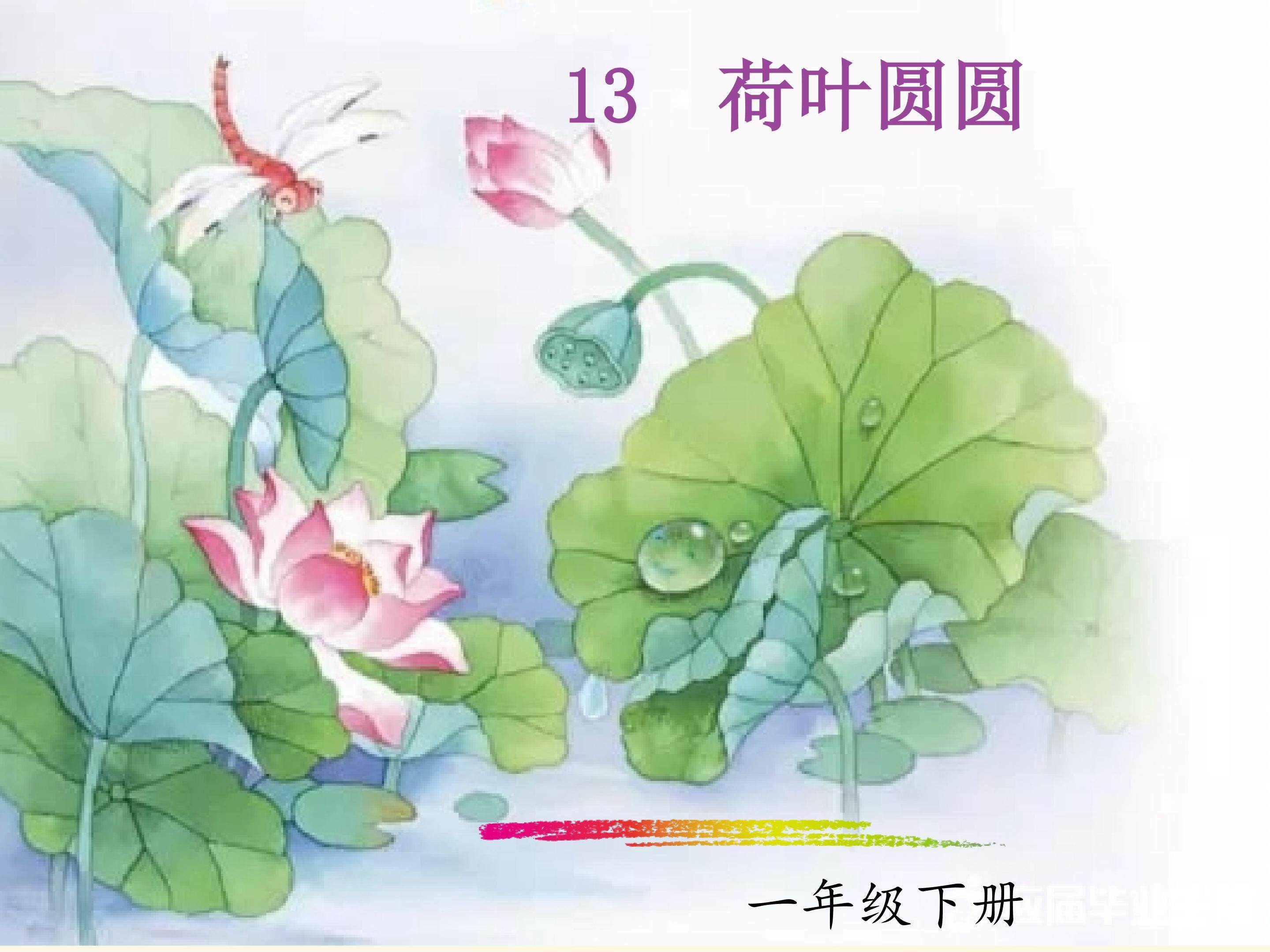 荷叶圆圆