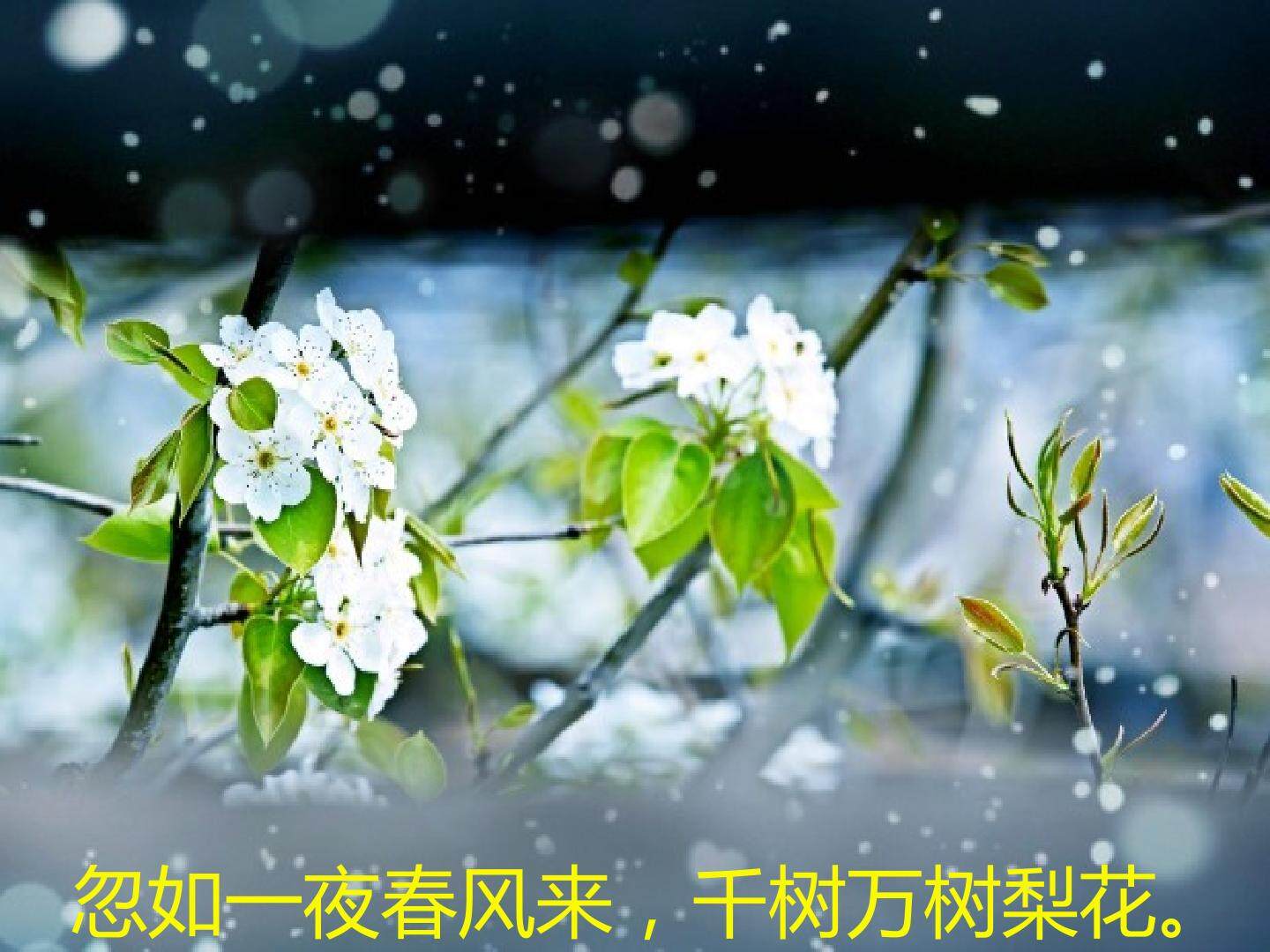 14 驿路梨花