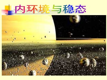 内环境与稳态_课件1