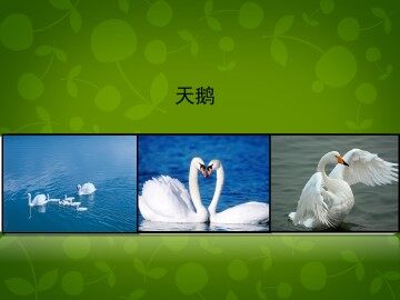 天鹅_课件4