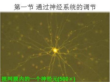 生物高中必修3第二章课件