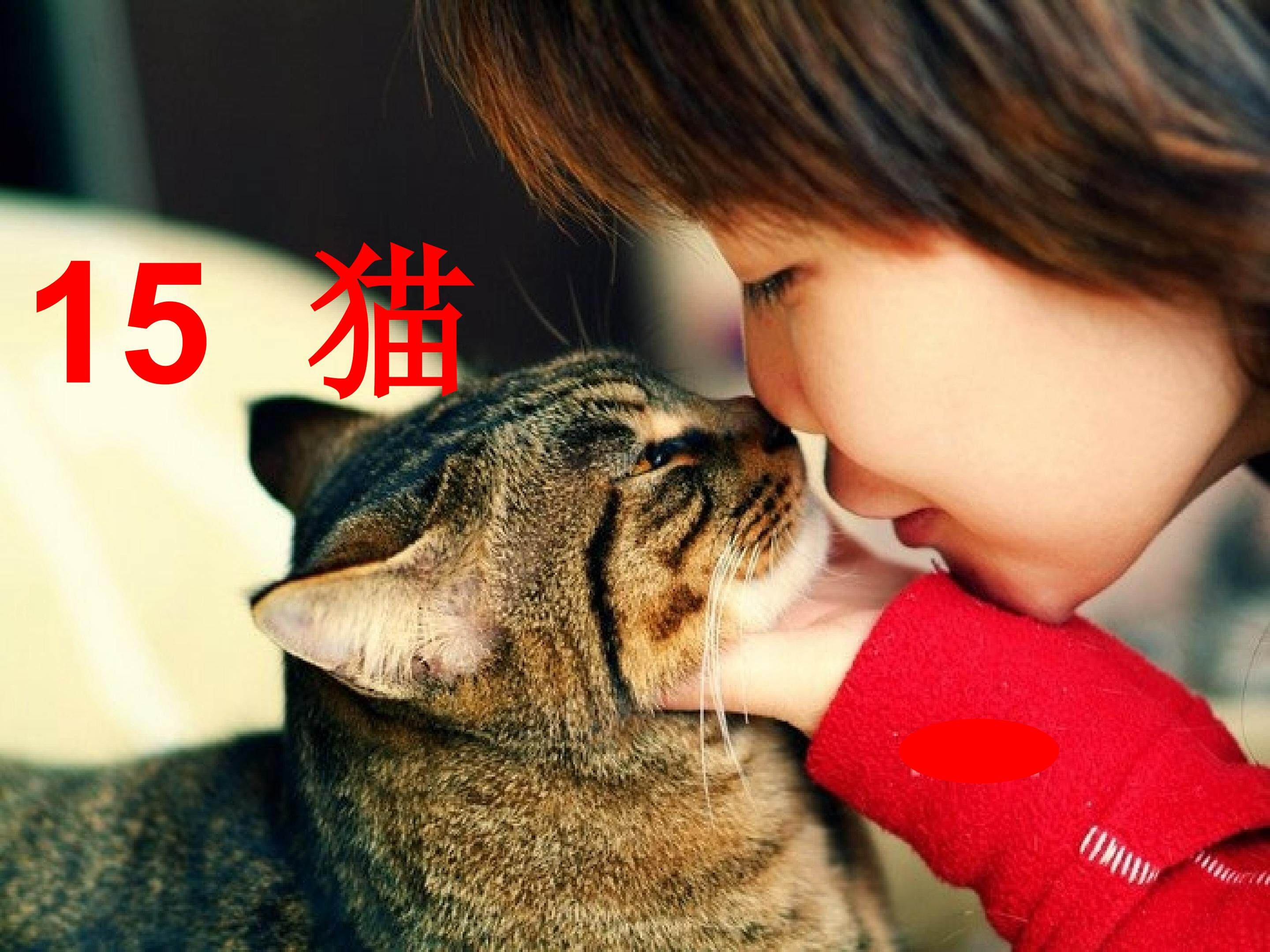 多媒体课件《猫》