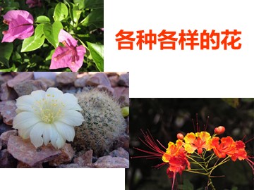 2.各种各样的花