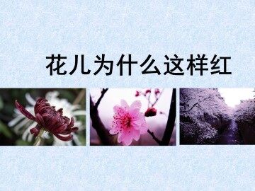 花儿为什么这样红_课件1